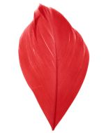 Sachet 100 plumes rouges