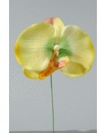 12 Orchidées sur pique - jaune