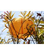 Lampion ovale orange