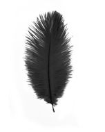 plumes autruche noire