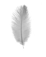 plumes autruche grise