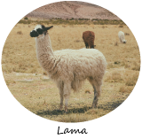 anniversaire lama