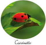 coccinelle